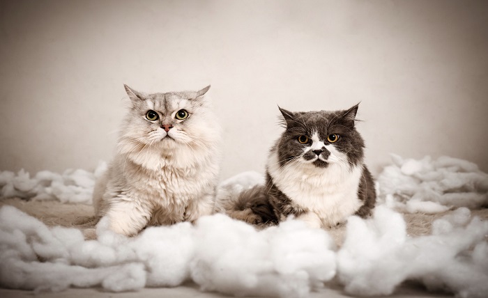 Flushable Cat