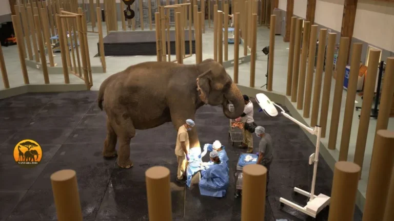 Largest Animal Rescue Center India
