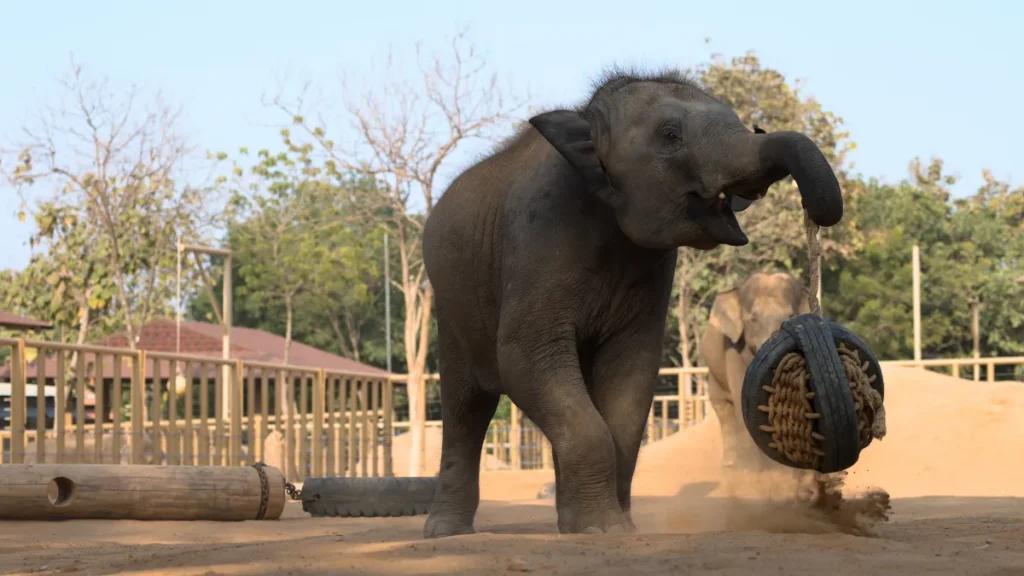 Vantara Jamnagar Zoo Ticket Price