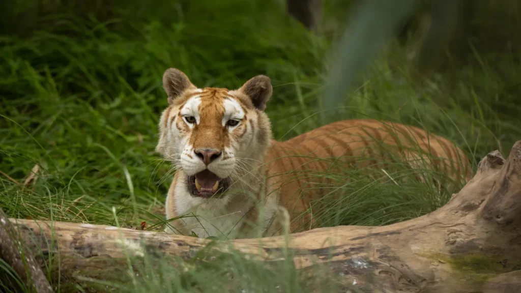 Vantara Jamnagar Zoo Ticket Price