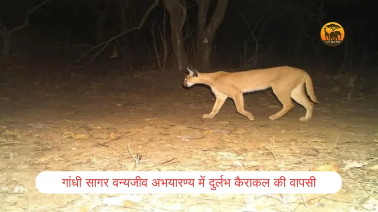 Gandhi Sagar Wildlife Sanctuary