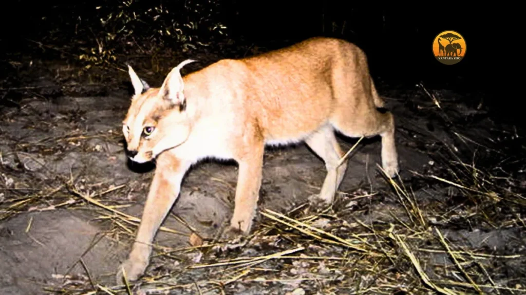 Gandhi Sagar Wildlife Sanctuary