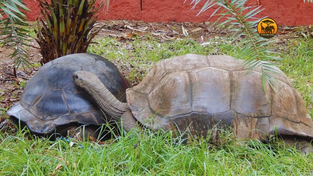 Hyderabad Zoo Park to start night safari