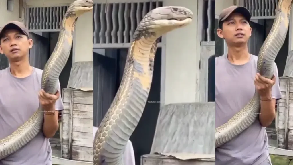 King Cobra
