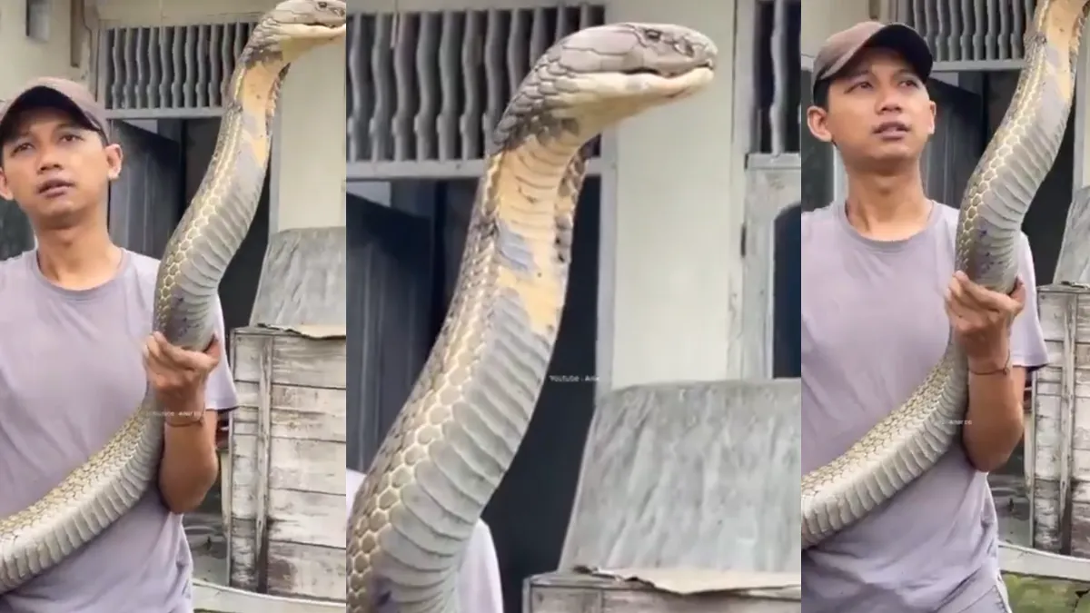 King Cobra