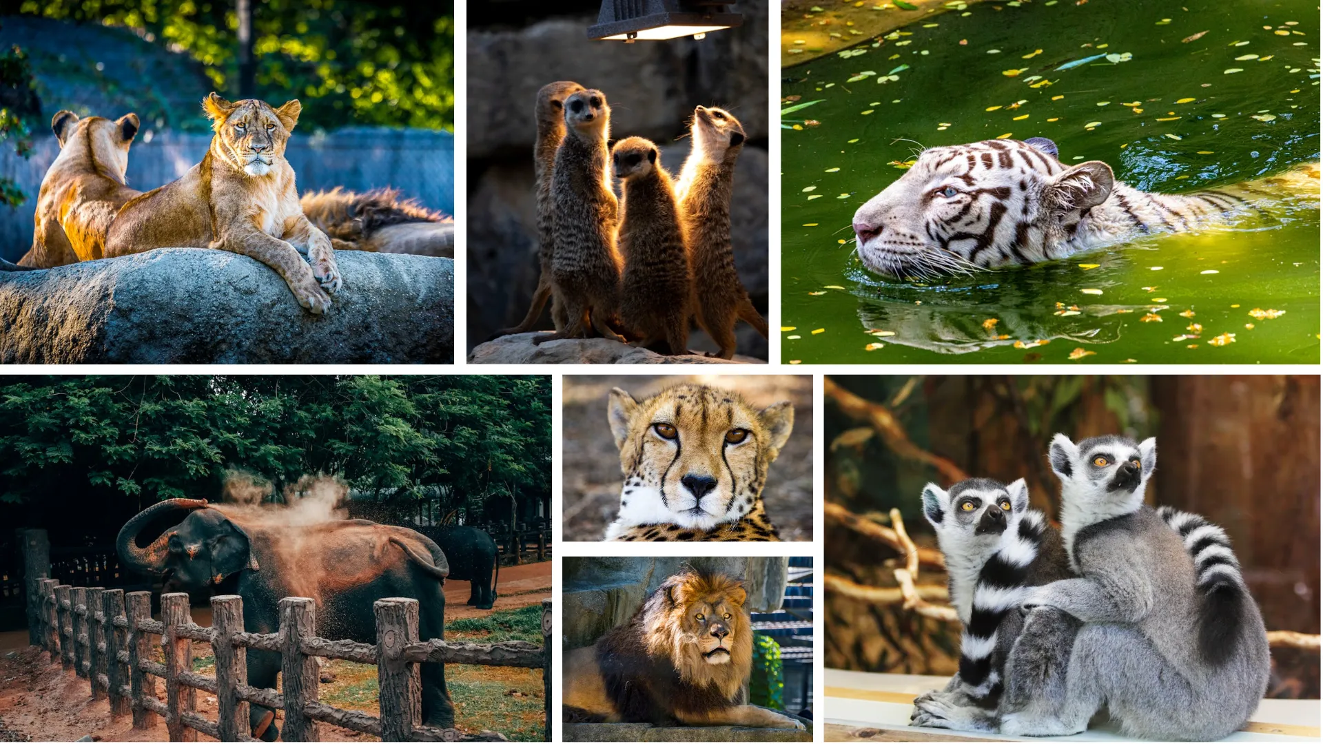 Vantara zoo