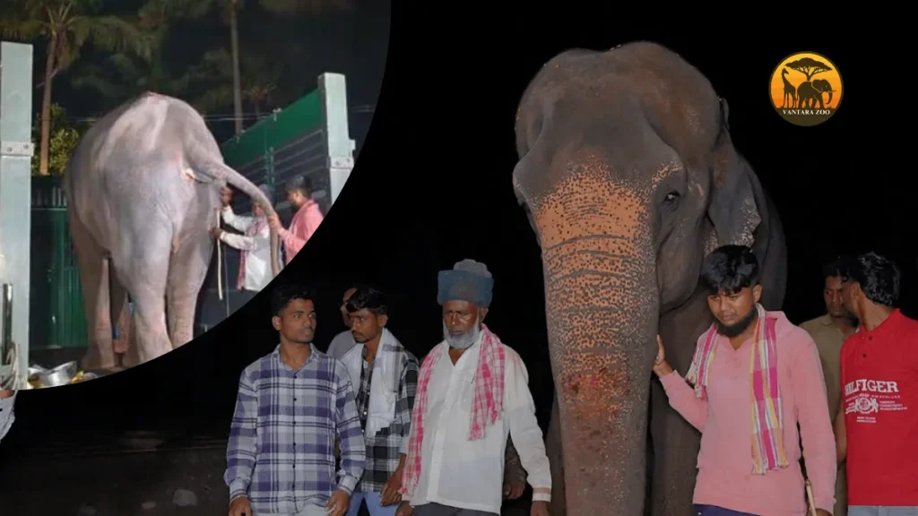 Vantara Zoo Jamnagar