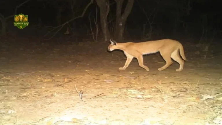 Gandhi Sagar Wildlife Sanctuary