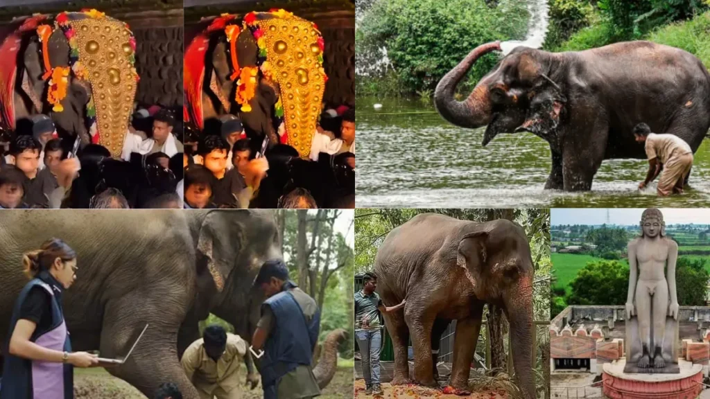 Mahadevi-Madhuri Elephant