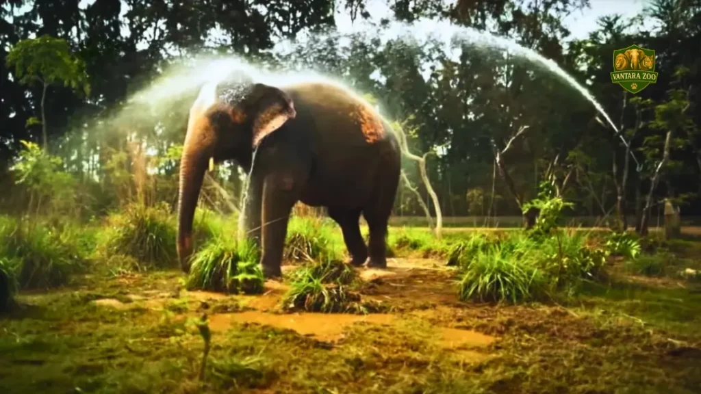 How many animals are there in Vantara Zoo