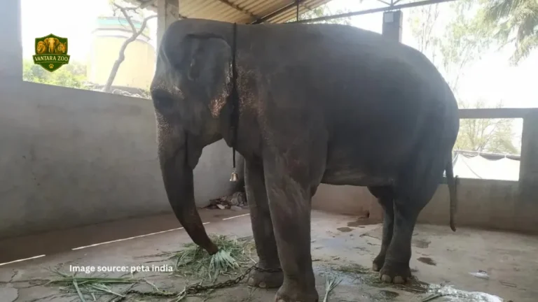 Mahadevi Elephant