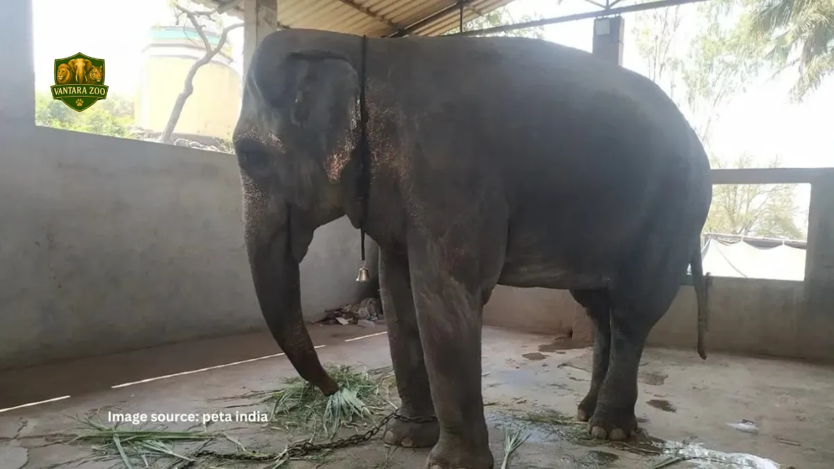 Mahadevi Elephant