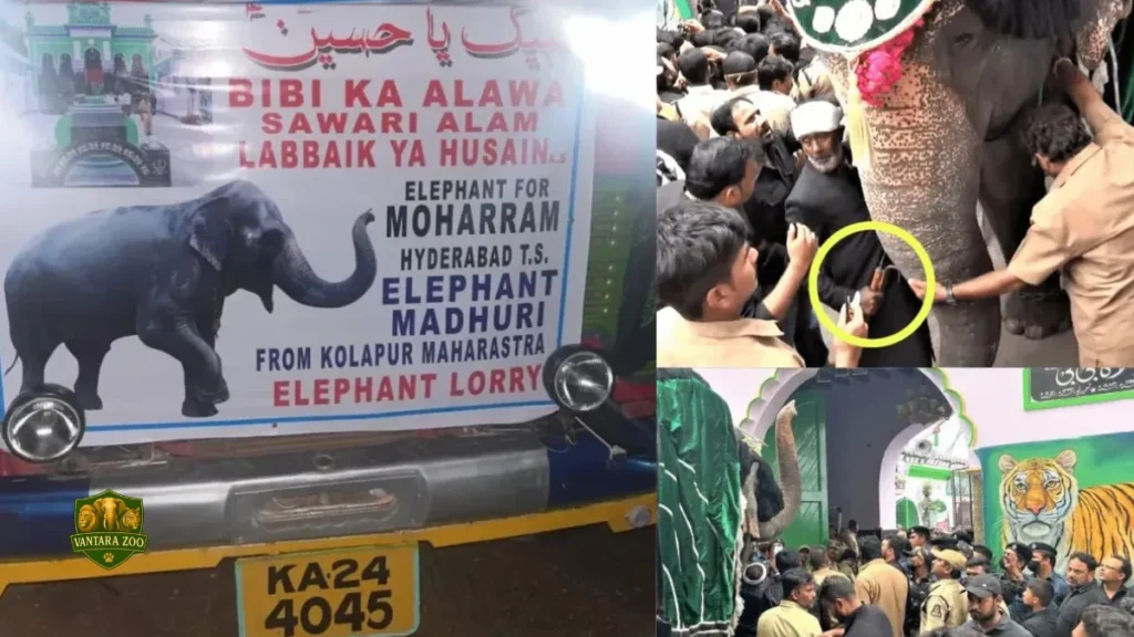 story of Mahadevi-Madhuri