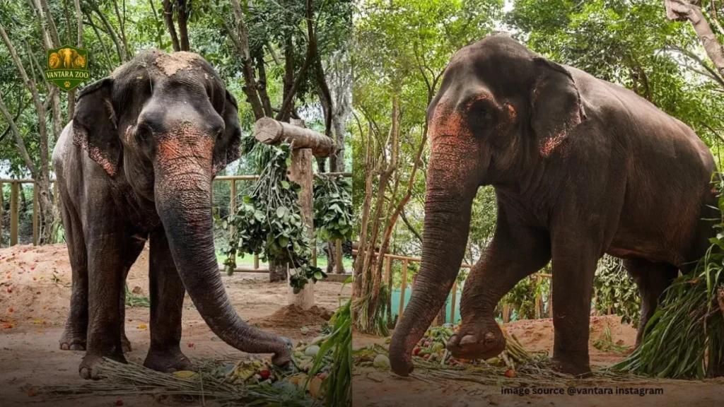 Madhuri gets a grand welcome at Vantara Zoo