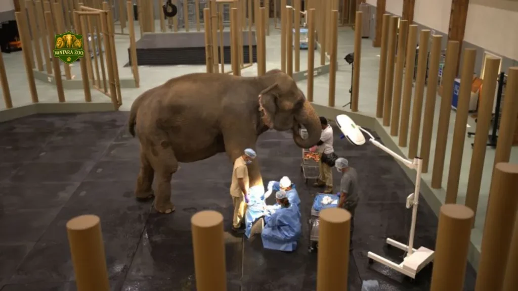 Vantara Zoo