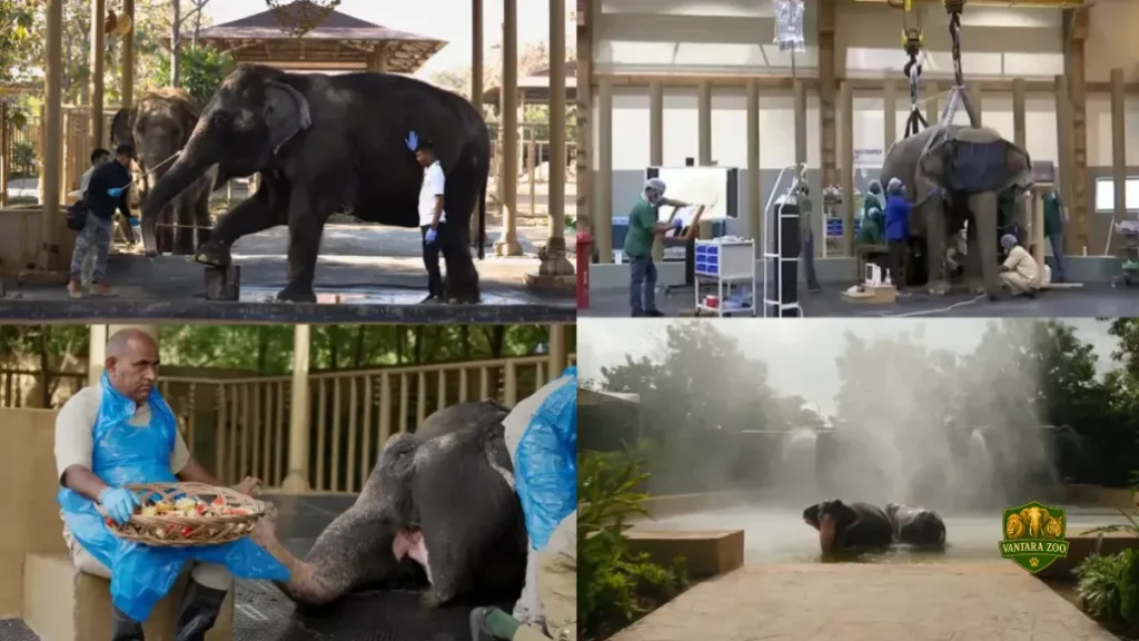 Vantara Animal Rescue Centre