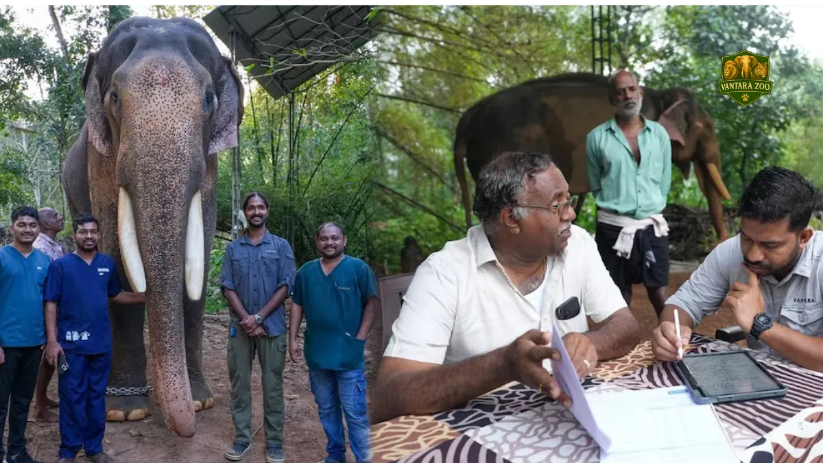 Elephant intestinal treatment