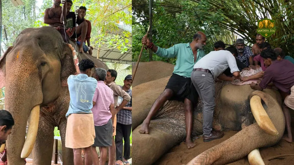 converted_image - 2025-09-10T202108.429 Elephant intestinal treatment